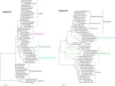 Genetic and pathogenic characterizations of a naturally occurring reassortant and homologous recombinant strain of the classical infectious bursal disease virus re-emerging in chickens in southern China